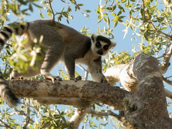 Ring-tailed lemur in the wild