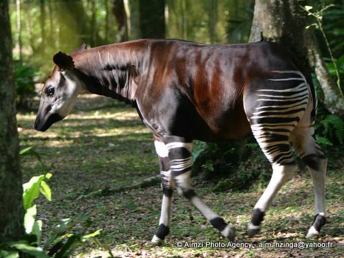 Un okapi a la reserve de faunes a okapis a Epulu 2005 4389219071