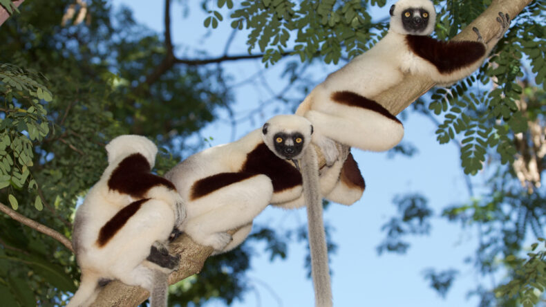 Three sifaka lemurs resting on a tree branch