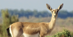 Vulnerable Goitered Gazelle