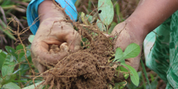 One of our partners in Madagascar taking care of tree seedlings