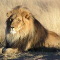 Lion waiting in Namibia cropped
