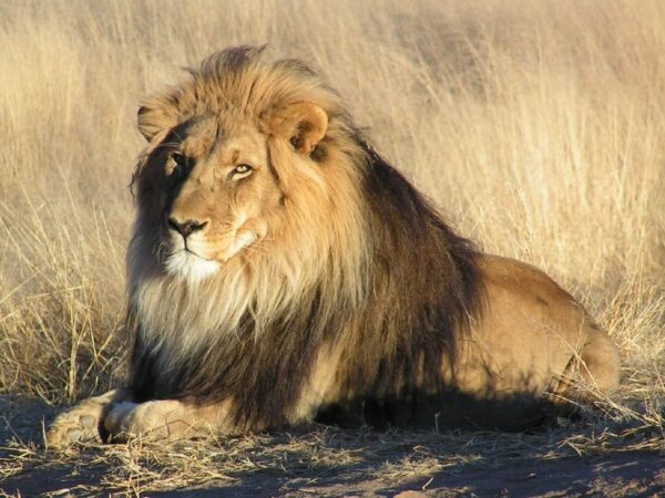 Lion waiting in Namibia cropped
