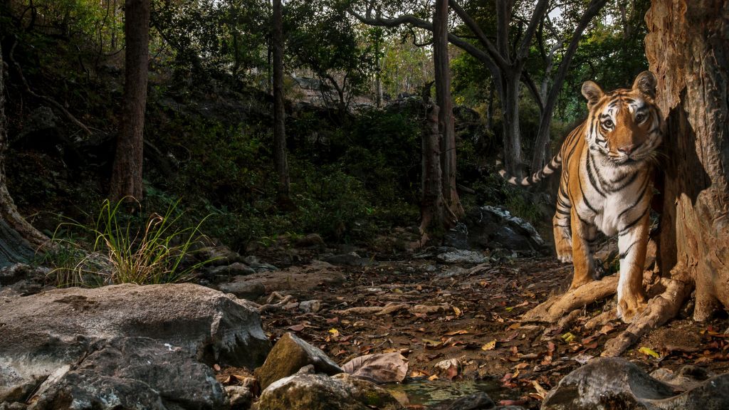 IUCN and partners announce coalition to raise finance for tiger