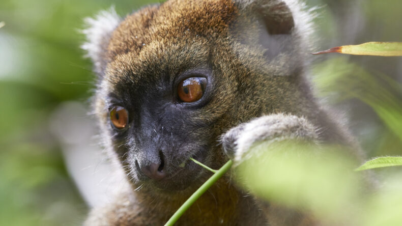 Close-up of a Critically Endangered greater bamboo lemur