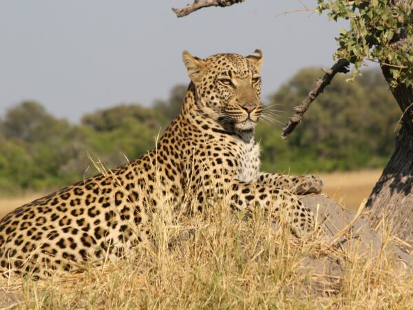 African Leopard 5