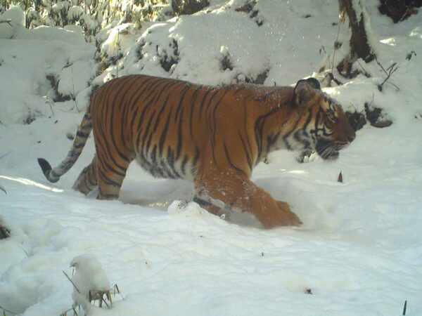 DoFPS Bhutan Tiger Camera trap7