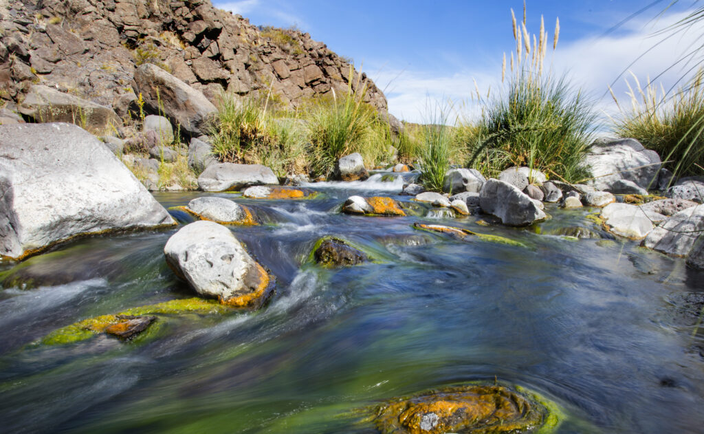 4539-Naked-characin_Patagonia-