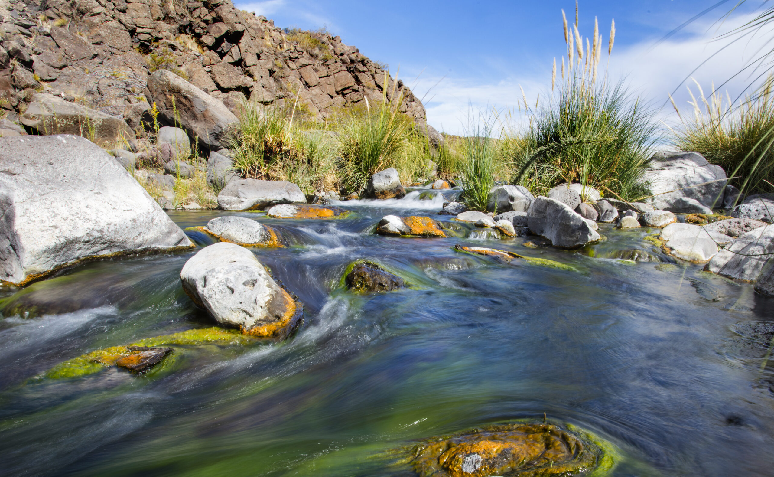 Preventing the extinction of the only endemic fish in Patagonia