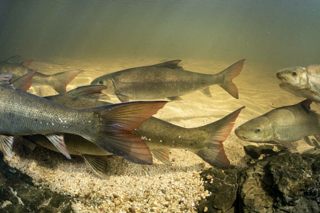From source to sea: Protecting life across connected waters 2 Clanwilliam Sandfish in the Biedouw River