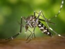 Asian tiger mosquito Aedes albopictus CC BY 2.0
