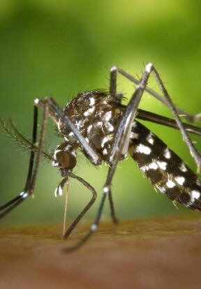 Asian tiger mosquito Aedes albopictus CC BY 2.0