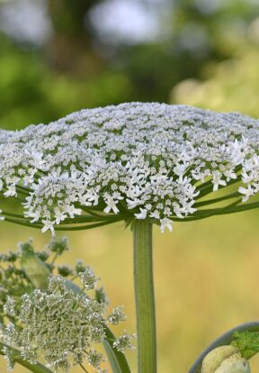 Giant Hogweed Heracleum mantegazzianum Huhu Uet