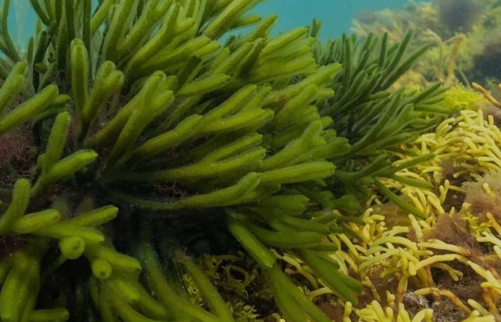 Green sea fingers no cc 1