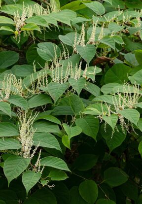 Japanese knotweed Reynoutria japonica CC BY NC 2.0