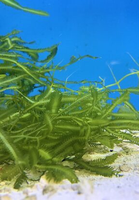 Killer Algae Caulerpa taxifolia CC BY NC 2.0