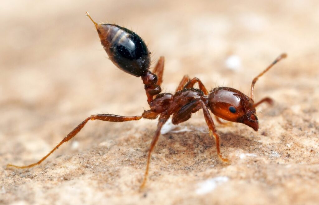 Red Imported fire ant cc Australian geographic 1 1