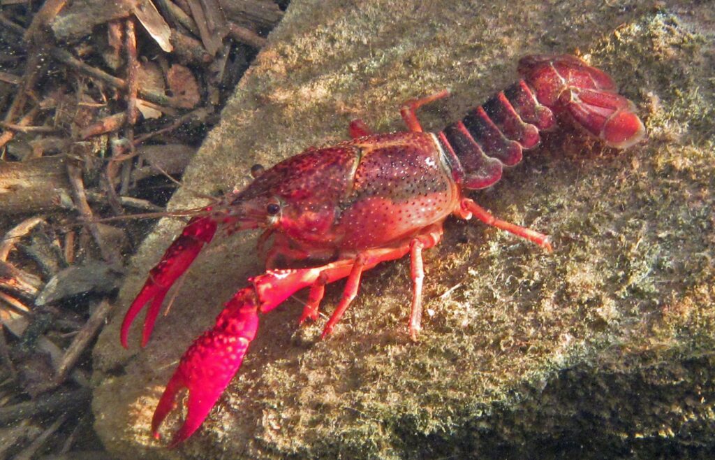Red swamp crayfish cc Angelica Aguilar Duran 2