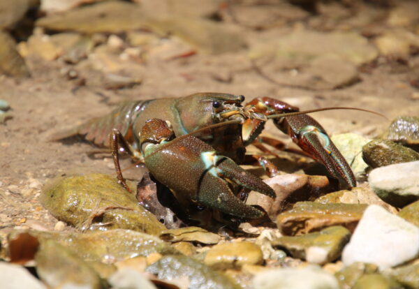Signal crayfish Pacifastacus leniusculus CC BY NC SA 2.0