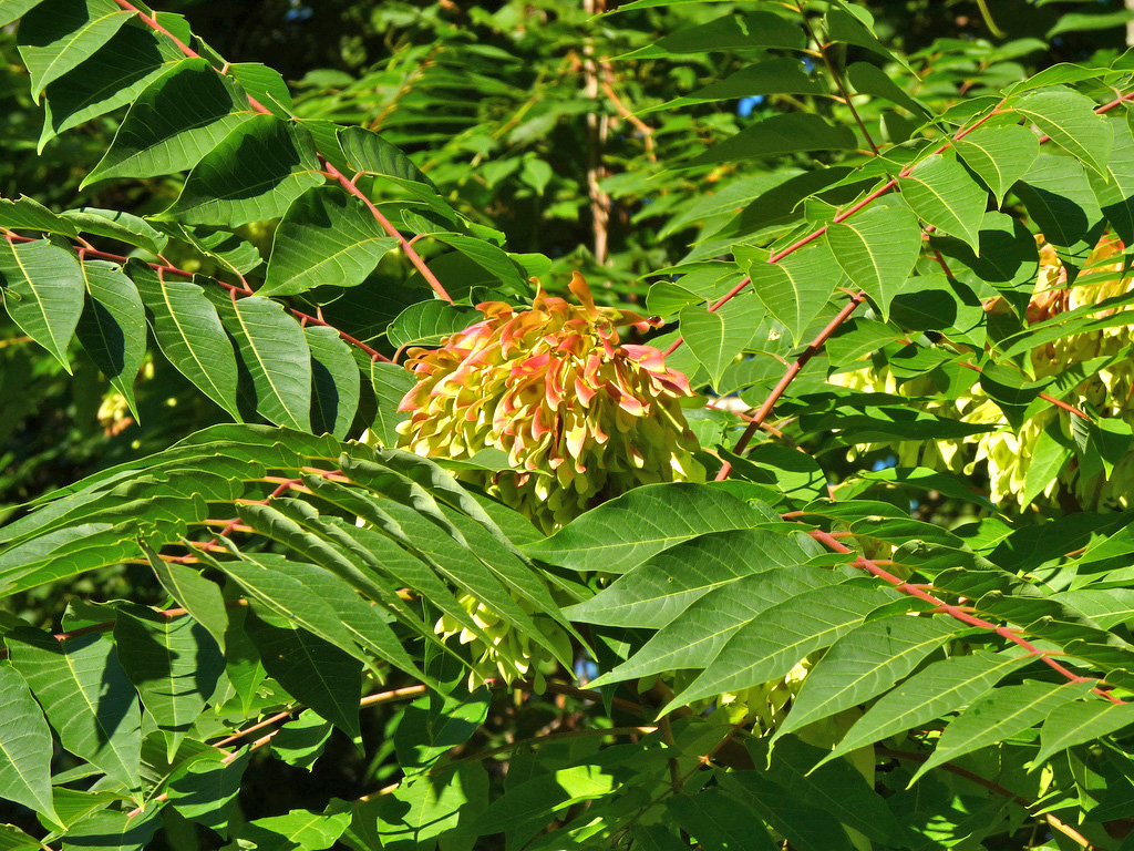 Tree of heaven Ailanthus altissima NatureServe CC BY 2.0 1