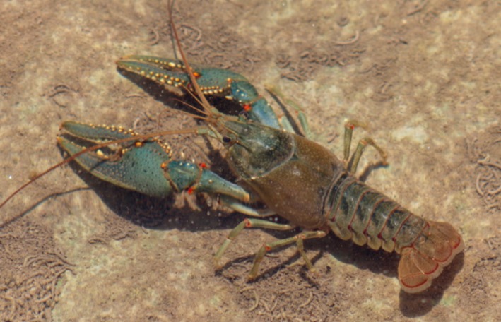 Virile crayfish cc Curtis Eckerman 1