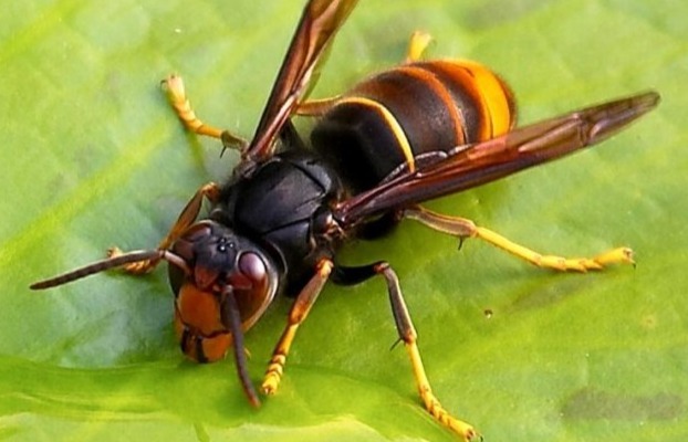 asian hornet 1