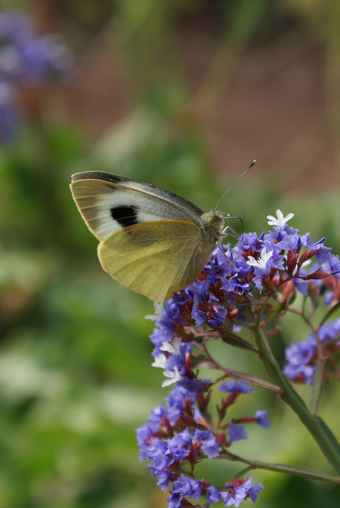 European Fund for Youth Action on Pollinators 4 Canary Islands' Large White (Pieris cheiranthi)