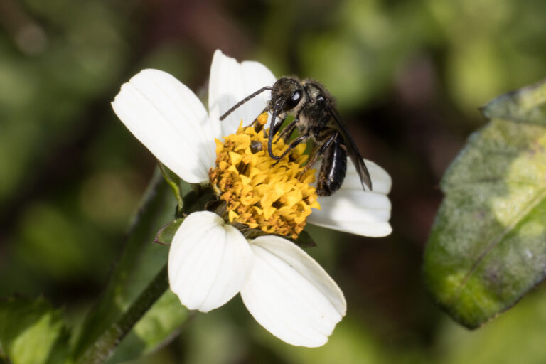 European Fund for Youth Action on Pollinators - IUCN SOS