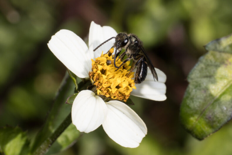European Fund for Youth Action on Pollinators - IUCN SOS