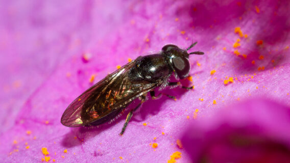 Heringia adpropinquans