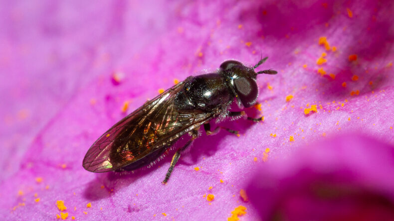 New call for proposals: European Fund for Youth Action on Pollinators 1 Heringia adpropinquans