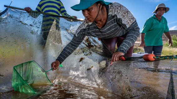 Woman carrying out conservation action work to safeguard the Clanwilliam Sandfish in the Biedouw River