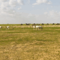 Oryx, addax and camels in the pastures of Chad