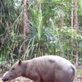 Hairy Babirusa in the wild in Indonesia.