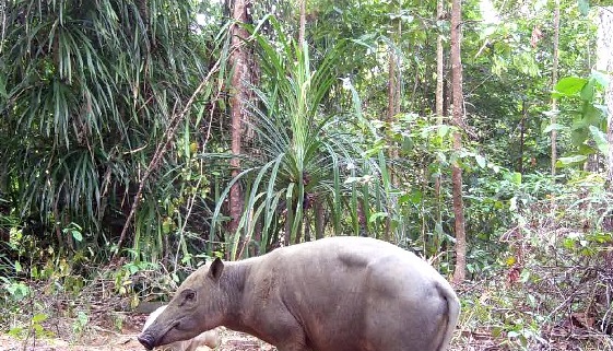 Efforts to safeguard the Hairy Babirusa in Indonesia 2 Hairy Babirusa in the wild in Indonesia.
