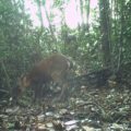 Large-antlered muntjac in a forest in Viet Nam.