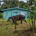 A Baird's tapir in Costa Rica, with green foliage and a building in the background.