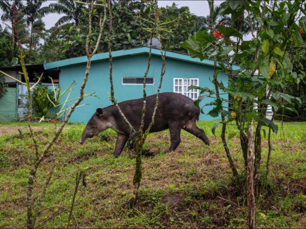 Collaborative health surveillance for Baird’s Tapir, Costa Rica 2 A Baird's tapir in Costa Rica, with green foliage and a building in the background.