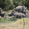 Three black rhinos standing together in their natural habitat in Kenya.