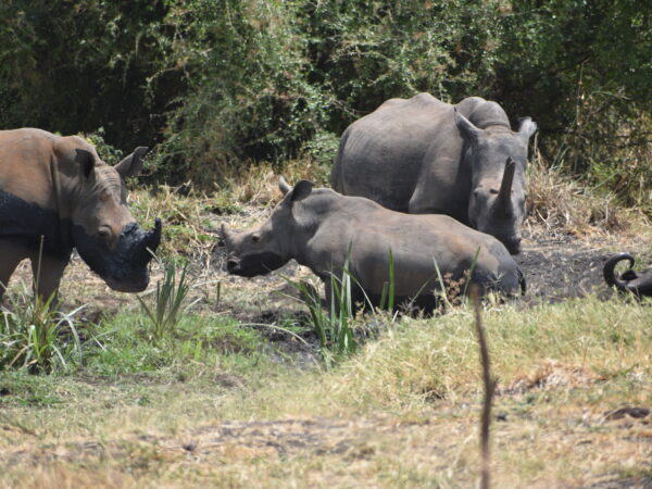 Skin disease in rhinos in Solio, Nairobi, and Meru sanctuaries, Kenya 2 Three black rhinos standing together in their natural habitat in Kenya.