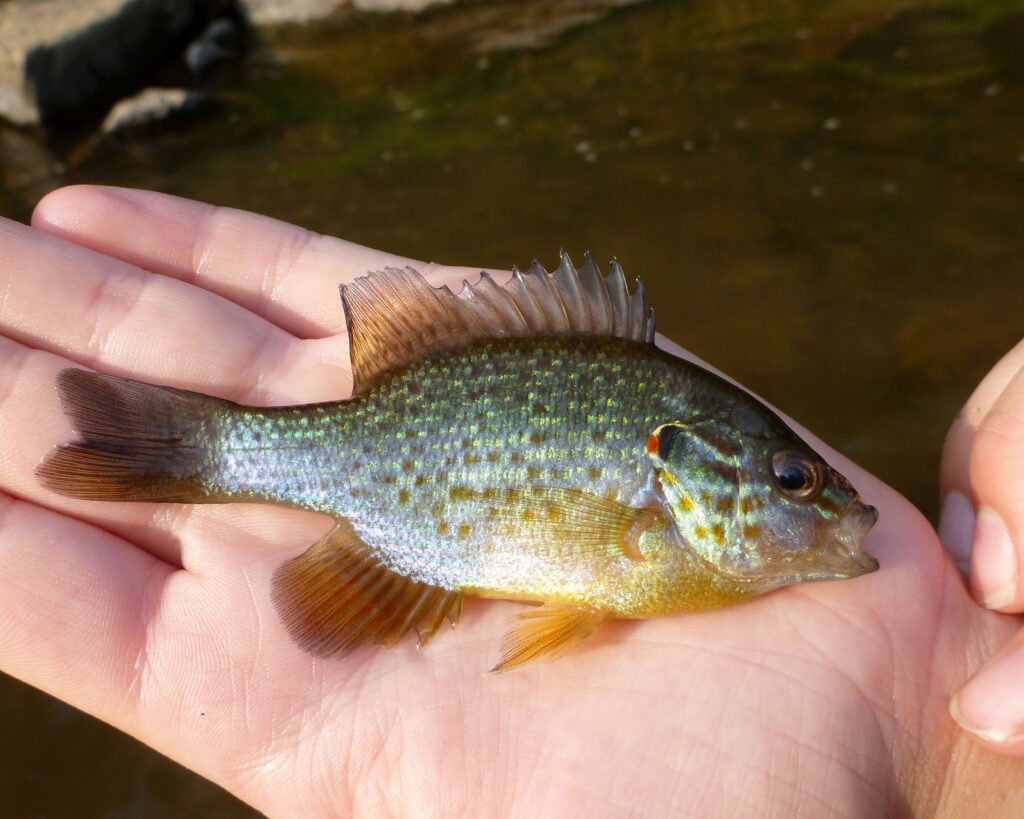 European Invasive Alien Species Rapid-Response Fund 2 A small Pumpkinseed fish in the palm of a hand.
