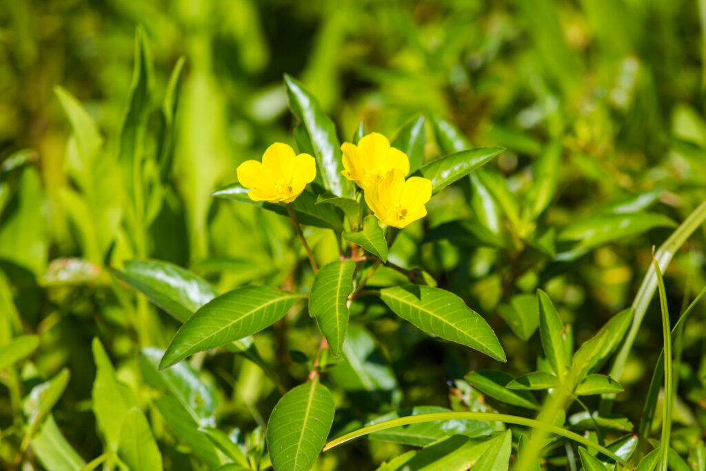 European Invasive Alien Species Rapid-Response Fund 3 Yellow flowers (Floating primrose willow) with green leaves.