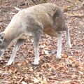 A female musk deer walking through a forest floor covered in brown leaves.