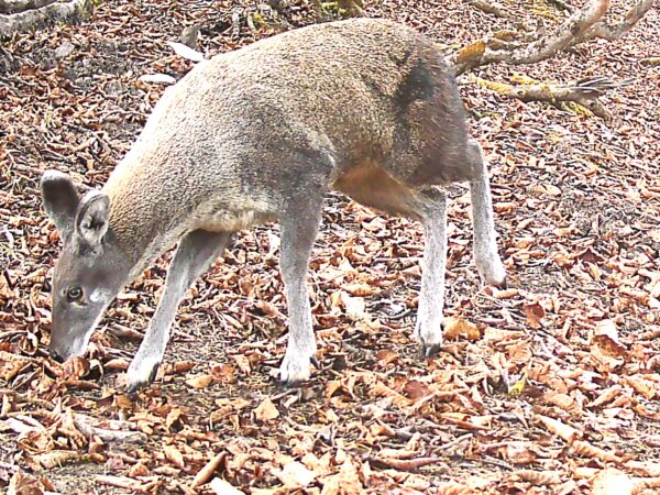 Conservation of Himalayan Muskdeer in Rara National Park, Nepal 2 A female musk deer walking through a forest floor covered in brown leaves.