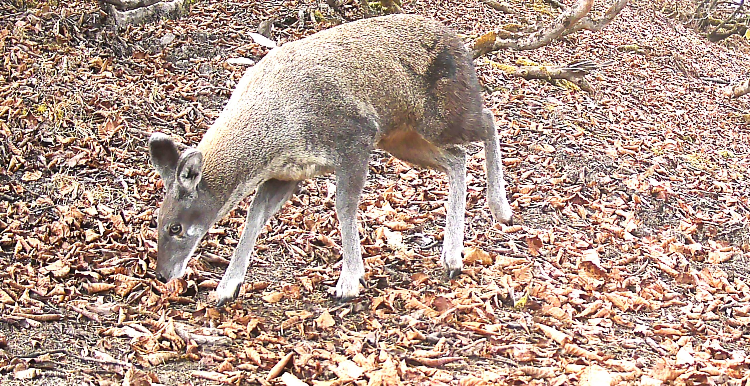 Conservation of Himalayan musk deer in Rara National Park, Nepal