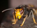 Close-up of an Asian hornet.