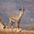 A mountain gazelle standing alert in a dry, grassy landscape in Hatay, Turkey