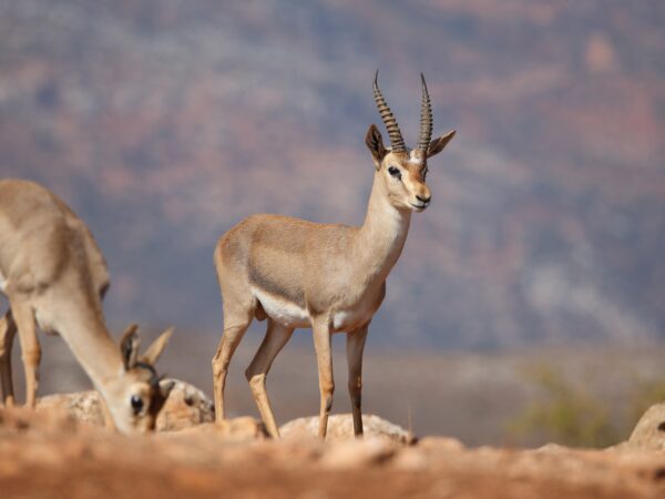 Safeguarding the mountain gazelle in Turkey: a collaborative conservation effort 2 A mountain gazelle standing alert in a dry, grassy landscape in Hatay, Turkey