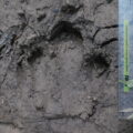 Footprint of a lowland tapir.