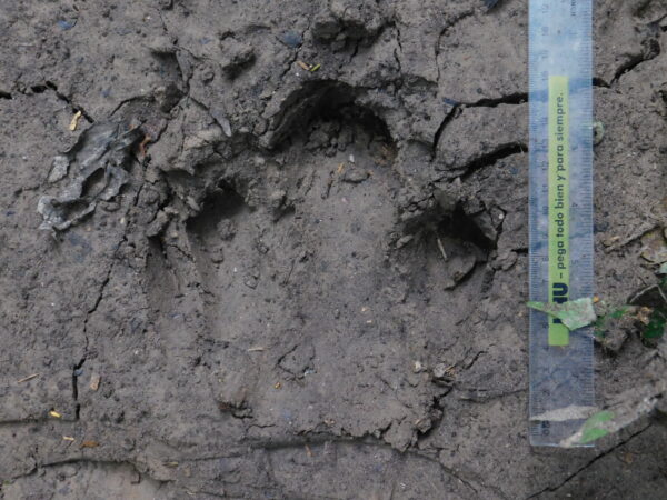 Community Conservation of Amazonian Tapirs in Gran Pajatén, Peru 2 Footprint of a lowland tapir.